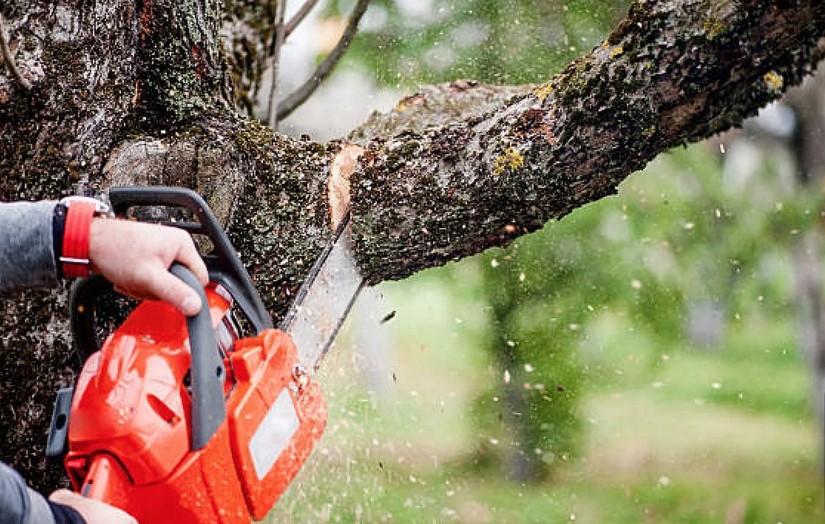 The Complete Guide to Tree Trimming for Healthier, Safer, and More Beautiful Trees
